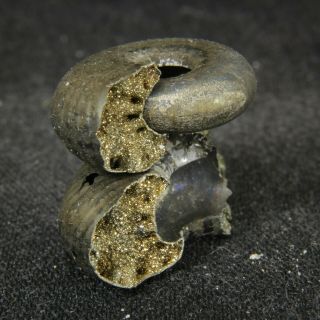 2.  4cm/0.  9in WOW in 2 parts pyrite Ammonite Funiferites Jurassic Russian fossils 3