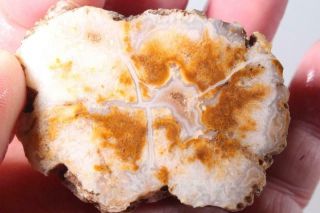 Utah Fossil Limb Cast 5.  6 Oz Windowed Specimen