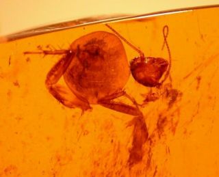 Cockroach In Burmese Burmite Amber Fossil Large Cabochon Dinosaur Age