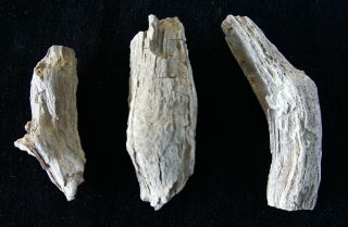 Trio Of All Natural Small Limbs Great Character Mcdermitt,  Nevada Petrified Wood