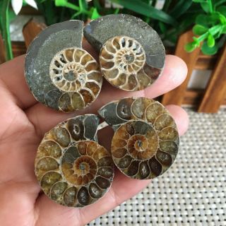 40g 2pairs Of Small Split Ammonite Specimen Shell Healing Madagascar Ps2048