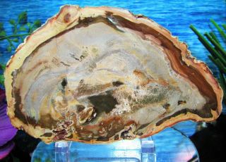 Petrified Wood Complete Round Slab W/bark Green With A Storm Of Desert Colors
