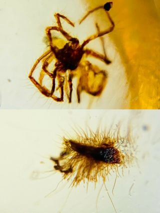 Spider&unknown Hairy Item Burmite Myanmar Burma Amber Insect Fossil Dinosaur Age