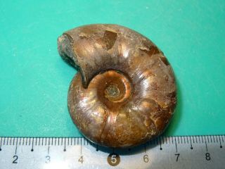 Ammonite Caucasus Zuercherella Aptian Stage