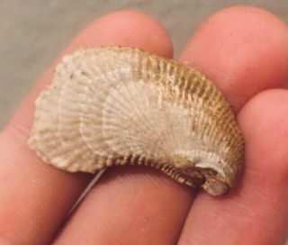 England Fossil Bivalve Cubitostrea Sp.  Eocene Fossil Oyster Shell