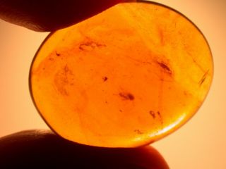2 Flies In Burmite Burmese Amber Fossil Large Cabochon Gemstone Dinosaur Age