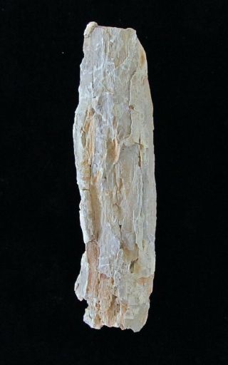 Limb Section With Outstanding Woody Character Mcdermitt Nevada Petrified Wood