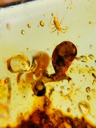 Tick&unknown Items Burmite Myanmar Burmese Amber Insect Fossil Dinosaur Age