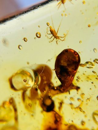 tick&unknown items Burmite Myanmar Burmese Amber insect fossil dinosaur age 3