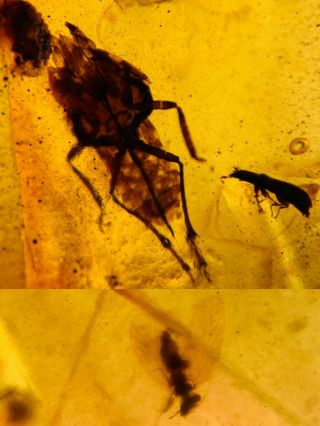 Beetle&cicada&barklice Burmite Myanmar Burma Amber Insect Fossil Dinosaur Age