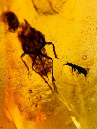 beetle&cicada&barklice Burmite Myanmar Burma Amber insect fossil dinosaur age 2