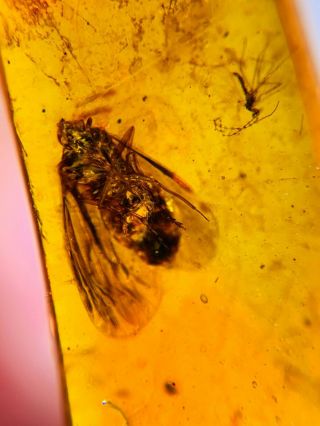 leafhopper&mosquito fly Burmite Myanmar Burmese Amber insect fossil dinosaur age 2