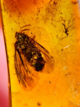 leafhopper&mosquito fly Burmite Myanmar Burmese Amber insect fossil dinosaur age 3