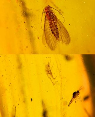 Caddisfly&mosquito Fly Burmite Myanmar Burmese Amber Insect Fossil Dinosaur Age