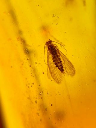 caddisfly&mosquito fly Burmite Myanmar Burmese Amber insect fossil dinosaur age 2