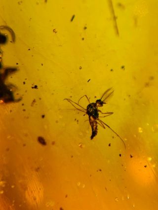 beetle&wasp&Diptera fly Burmite Myanmar Burmese Amber insect fossil dinosaur age 3