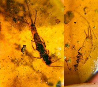 Microcoryphia Silverfish&skin Burmite Myanmar Amber Insect Fossil Dinosaur Age