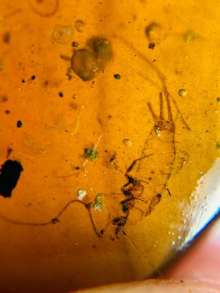 Microcoryphia silverfish&skin Burmite Myanmar Amber insect fossil dinosaur age 3