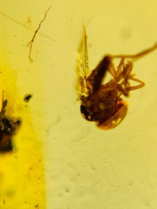 Unknown Big Head Fly Burmite Myanmar Burmese Amber Insect Fossil Dinosaur Age