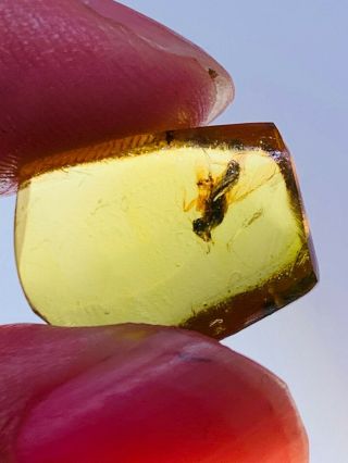 1.  24g unknown big fly Burmite Myanmar Burmese Amber insect fossil dinosaur age 2