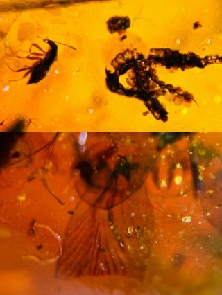 Beetle&leaf&bug Wings Burmite Myanmar Burmese Amber Insect Fossil Dinosaur Age