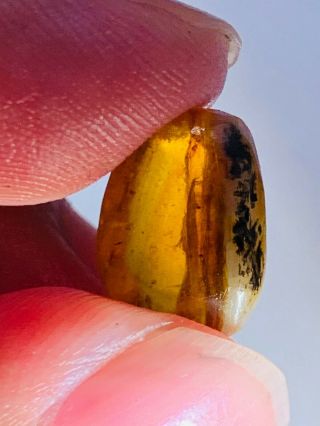 white stone grow with amber Burmite Myanmar Amber insect fossil dinosaur age 2