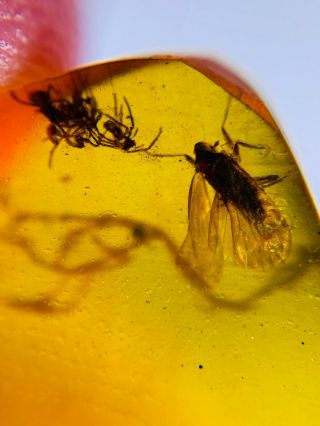 Cicada&4 Spider Burmite Myanmar Burmese Amber Insect Fossil Dinosaur Age