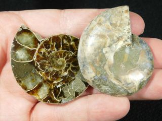 A Small 120 Million Year Old Cut and Polished Split Ammonite Fossil 78.  8gr 2