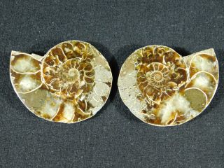 A Small 120 Million Year Old Cut and Polished Split Ammonite Fossil 78.  8gr 3