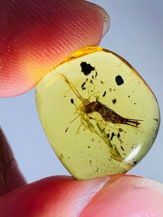 0.  99g Bristletail Burmite Myanmar Burmese Amber Insect Fossil Dinosaur Age