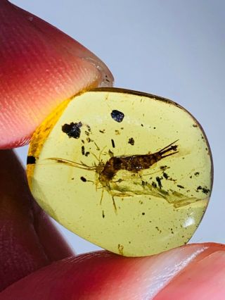 0.  99g bristletail Burmite Myanmar Burmese Amber insect fossil dinosaur age 2