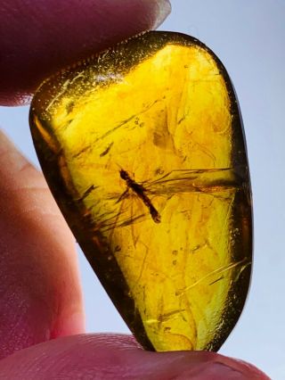 2.  43g termite white ant Burmite Myanmar Burmese Amber insect fossil dinosaur age 2