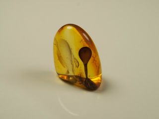 Baltic Amber With Well Preserved Fossil Icicle 0.  6 G.