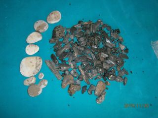 100 Beach Fossils; Petoskey Stones,  Jet Black Animal Bones From Carolinas,  Beads