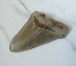 Fossil Megalodon Shark Tooth,  1 3/4 Inches
