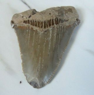 Fossil Megalodon Shark Tooth,  1 3/4 inches 2