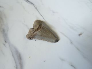 Fossil Megalodon Shark Tooth,  1 3/4 inches 3