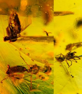 Wasp&diptera Fly&spider Burmite Myanmar Burmese Amber Insect Fossil Dinosaur Age