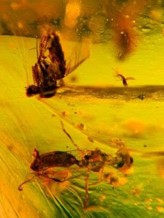 wasp&Diptera fly&spider Burmite Myanmar Burmese Amber insect fossil dinosaur age 2