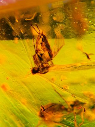 wasp&Diptera fly&spider Burmite Myanmar Burmese Amber insect fossil dinosaur age 3