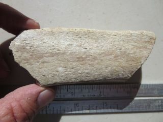 233 Fossil Dinosaur Bone.  Great For Display,  Ex Closed Old Time Rock Shop