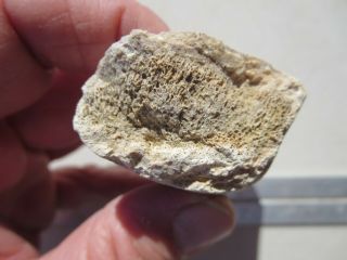 233 FOSSIL DINOSAUR BONE.  GREAT FOR DISPLAY,  EX CLOSED OLD TIME ROCK SHOP 3