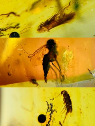 Moth&beetle&diptera Fly Burmite Myanmar Burmese Amber Insect Fossil Dinosaur Age