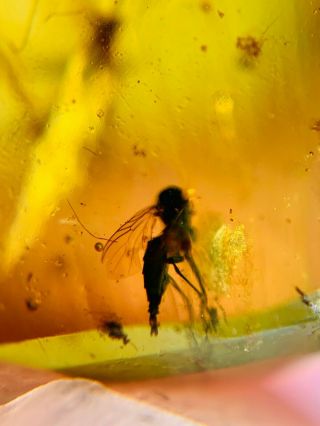 moth&beetle&Diptera fly Burmite Myanmar Burmese Amber insect fossil dinosaur age 3