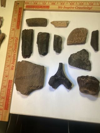 Fossil Horse Teeth And Other