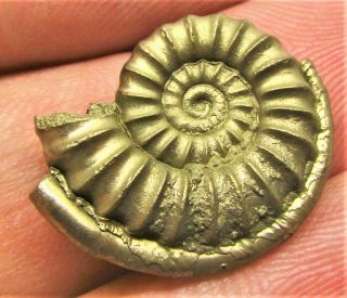 Stunning Golden Promicroceras 21mm Jurassic Pyrite Ammonite Fossil Serpulid Worm