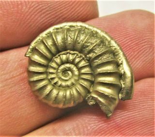 Stunning golden Promicroceras 21mm Jurassic pyrite ammonite fossil serpulid worm 3
