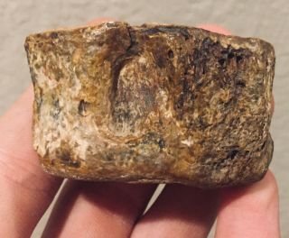 Texas Fossil Fish Vertebrae Bone Xiphactinus? Cretaceous Dinosaur Bone Age