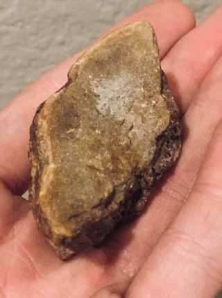 Texas Fossil Fish Vertebrae Bone Xiphactinus? Cretaceous Dinosaur Bone Age 2