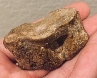Texas Fossil Fish Vertebrae Bone Xiphactinus? Cretaceous Dinosaur Bone Age 3